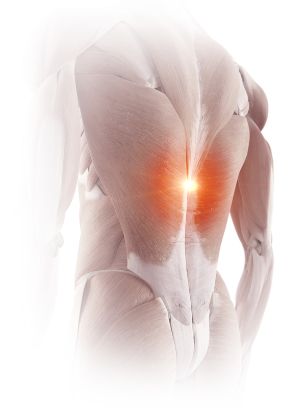 medical accurate illustration of the back muscles showing pain back pain